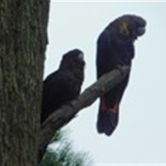 Calyptorhynchus lathami lathami (Glossy Black-Cockatoo) at Penrose, NSW - 22 Feb 2020 by GITM1