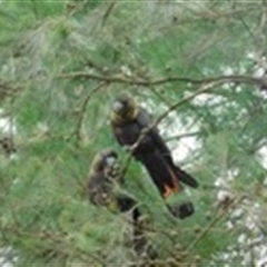 Calyptorhynchus lathami lathami at Penrose, NSW - suppressed