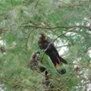 Calyptorhynchus lathami lathami at Penrose, NSW - 22 Feb 2020