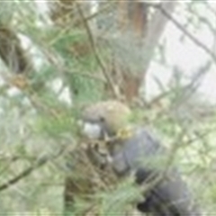 Calyptorhynchus lathami lathami at Penrose, NSW - suppressed