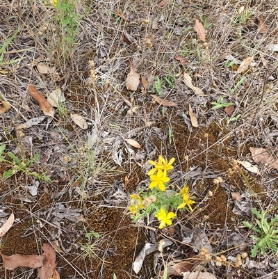 Hypericum perforatum (St John's Wort) at Bowning, NSW - 18 Dec 2024 by Maren