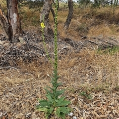 Verbascum virgatum (Green Mullein) at Bowning, NSW - 17 Dec 2024 by Maren