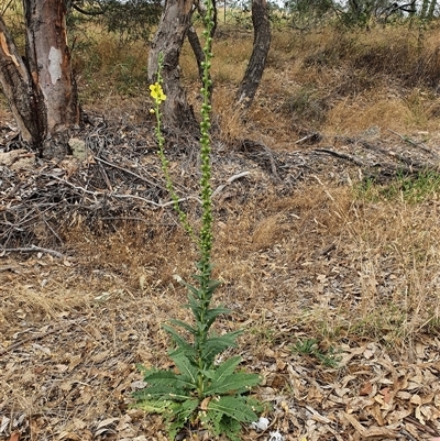 Verbascum virgatum (Green Mullein) at Bowning, NSW - 17 Dec 2024 by Maren