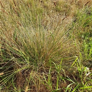 Carex appressa at Bowning, NSW - 18 Dec 2024 08:26 AM