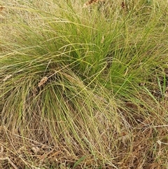 Carex appressa at Bowning, NSW - 18 Dec 2024 08:26 AM