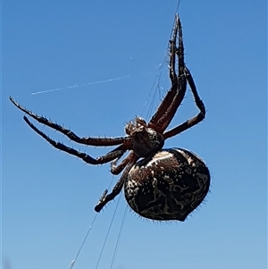 Backobourkia sp. (genus) (An orb weaver) at Bowning, NSW by Maren