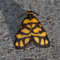 Asura lydia (Lydia Lichen Moth) at Murrumbateman, NSW - 17 Dec 2024 by amiessmacro