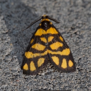 Asura lydia (Lydia Lichen Moth) at Murrumbateman, NSW by amiessmacro