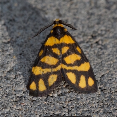 Asura lydia (Lydia Lichen Moth) at Murrumbateman, NSW - 18 Dec 2024 by amiessmacro