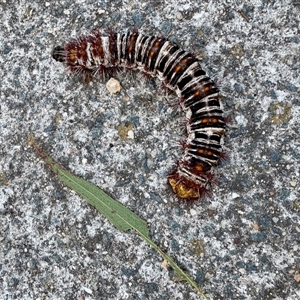 Chelepteryx collesi (White-stemmed Gum Moth) at Weetangera, ACT by SarahE