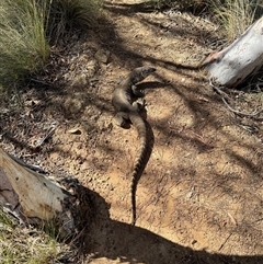 Varanus rosenbergi (Heath or Rosenberg's Monitor) at Hackett, ACT - 12 Dec 2024 by hstanley