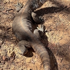 Varanus rosenbergi at Hackett, ACT - 12 Dec 2024