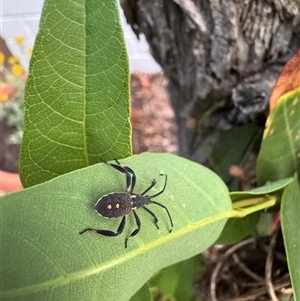 Unidentified Other beetle at Weetangera, ACT by SarahE