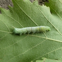 Gnathothlibus eras (Aussie White-brow Hawk Moth) at Charleys Forest, NSW - 20 Dec 2024 by arjay