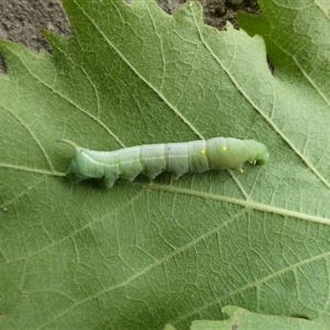 Unidentified Insect at Charleys Forest, NSW by arjay