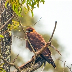 Falco berigora (Brown Falcon) at Orangeville, NSW - 18 Dec 2024 by belleandjason