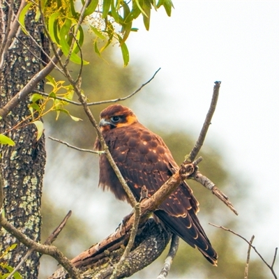 Falco berigora (Brown Falcon) at Orangeville, NSW - 17 Dec 2024 by belleandjason