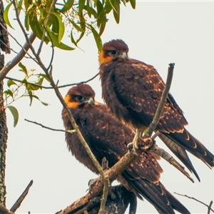 Falco berigora at Orangeville, NSW - 18 Dec 2024