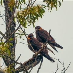 Falco berigora at Orangeville, NSW - 18 Dec 2024