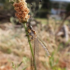 Suhpalacsa sp. (genus) at Cook, ACT - 17 Dec 2024 by CathB