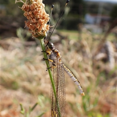 Suhpalacsa sp. (genus) (Owlfly) at Cook, ACT - 18 Dec 2024 by CathB