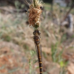 Suhpalacsa sp. (genus) at Cook, ACT - 18 Dec 2024 08:15 AM