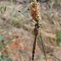 Suhpalacsa sp. (genus) at Cook, ACT - 18 Dec 2024 08:15 AM