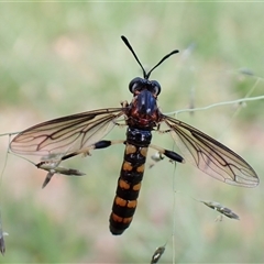 Diochlistus sp. (genus) (A Mydid Fly) at Cook, ACT - 18 Dec 2024 by CathB