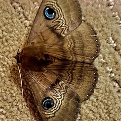 Dasypodia selenophora (Southern old lady moth) at Hughes, ACT - 18 Dec 2024 by Linden