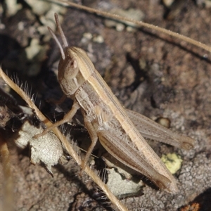 Acrididae sp. (family) at Epping, VIC by WendyEM