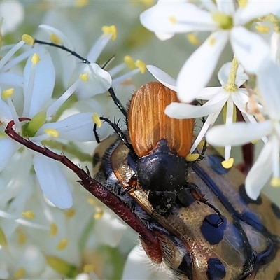 Phyllotocus kingii (Nectar scarab) at Wodonga, VIC - 15 Dec 2024 by KylieWaldon