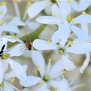 Unidentified True fly (Diptera) at Wodonga, VIC by KylieWaldon