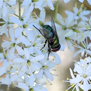 Unidentified Blow fly (Calliphoridae) at Wodonga, VIC by KylieWaldon