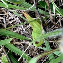 Acrididae sp. (family) (Unidentified Grasshopper) at Yarralumla, ACT - 18 Dec 2024 by KMcCue