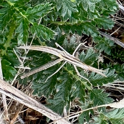 Unidentified Grasshopper (several families) at Yarralumla, ACT - 17 Dec 2024 by KMcCue