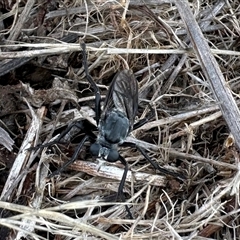 Apothechyla sp. (genus) (Robber fly) at Yarralumla, ACT - 17 Dec 2024 by KMcCue