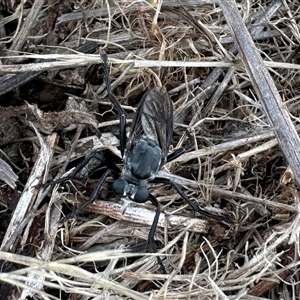 Apothechyla sp. (genus) (Robber fly) at Yarralumla, ACT by KMcCue