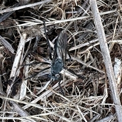 Apothechyla sp. (genus) at Yarralumla, ACT - 18 Dec 2024 08:19 AM