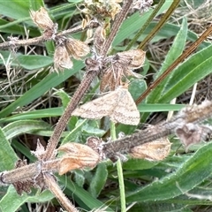 Scopula rubraria (Reddish Wave, Plantain Moth) at Yarralumla, ACT - 18 Dec 2024 by KMcCue