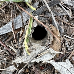 Mygalomorphae (infraorder) (Unidentified mygalomorph spider) at Yarralumla, ACT - 18 Dec 2024 by KMcCue