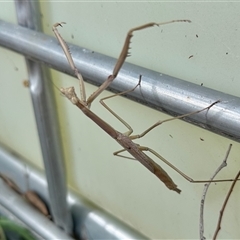 Archimantis latistyla (Stick Mantis, Large Brown Mantis) at Aranda, ACT - 17 Dec 2024 by KMcCue