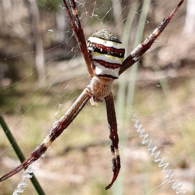 Argiope keyserlingi (St Andrew's Cross Spider) at Yass River, NSW - 18 Dec 2024 by SenexRugosus