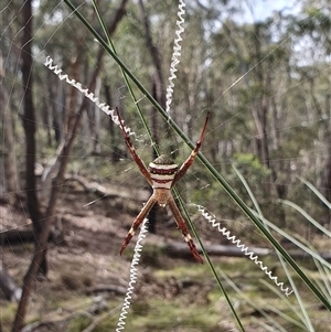 Argiope keyserlingi at Yass River, NSW - 18 Dec 2024 09:51 AM