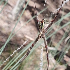 Argiope keyserlingi at Yass River, NSW - 18 Dec 2024