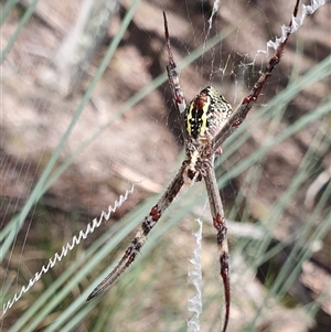 Argiope keyserlingi at Yass River, NSW - 18 Dec 2024 09:51 AM