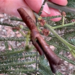 Unidentified Moth (Lepidoptera) at Aranda, ACT by KMcCue