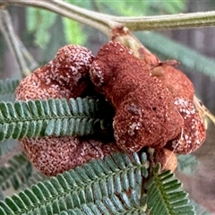 Uromycladium sp. (A gall forming rust fungus) at Aranda, ACT - 17 Dec 2024 by KMcCue