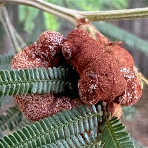 Unidentified Unidentified Insect Gall at Aranda, ACT by KMcCue