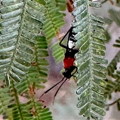 Unidentified Insect at Aranda, ACT - 17 Dec 2024 by KMcCue