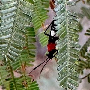 Unidentified Insect at Aranda, ACT by KMcCue